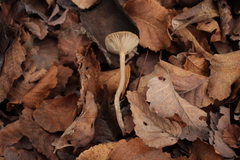 Clitocybe suaveolens