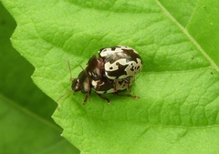 Calligrapha intermedia