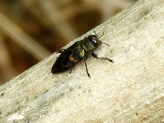 Actenodes calcaratus