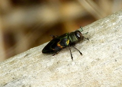 Actenodes calcaratus
