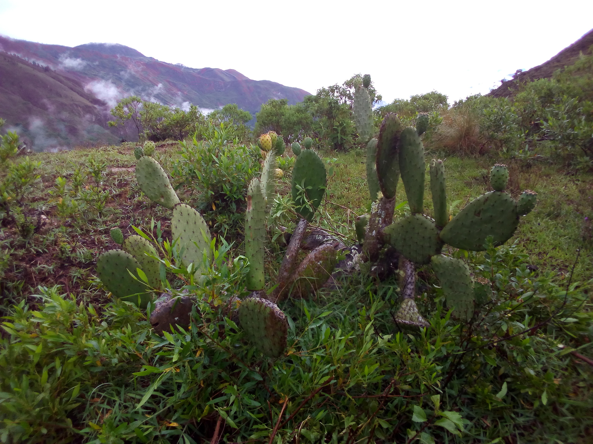 Opuntia ficus-indica image