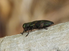 Actenodes calcaratus