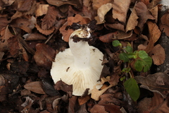 Russula austrodelica