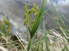 Luzula alpinopilosa