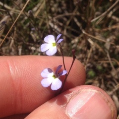Lobelia orientalis