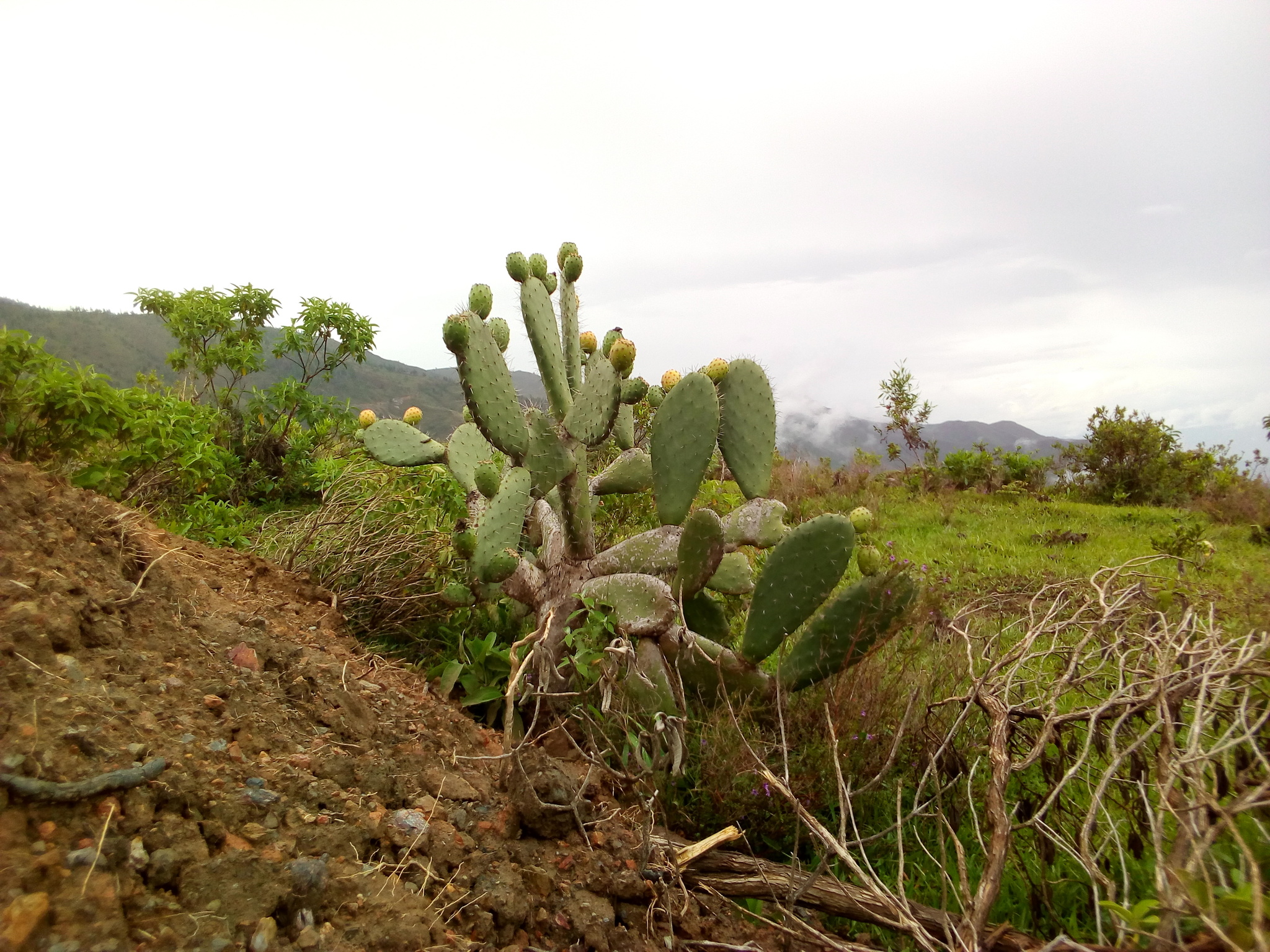 Opuntia ficus-indica image