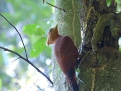 Celeus castaneus