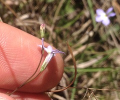 Lobelia orientalis