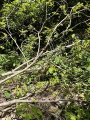 Telchin atymnius futilis