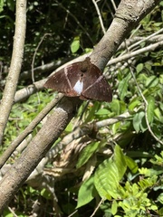 Telchin atymnius futilis