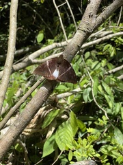 Telchin atymnius futilis