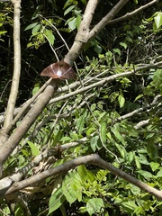 Telchin atymnius futilis