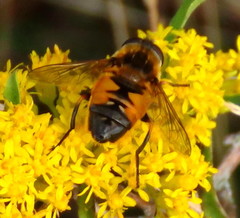 Helophilus lapponicus