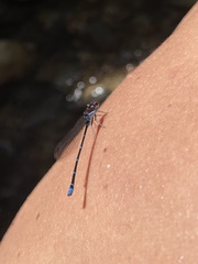 Argia cuprea