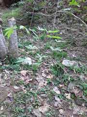 Manihot esculenta