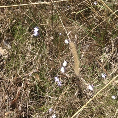 Lobelia orientalis