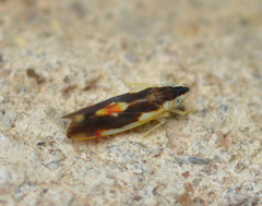 Erythroneura aclys