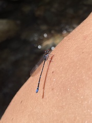 Argia cuprea