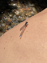 Argia cuprea