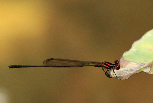 Prodasineura verticalis (Selys, 1860)