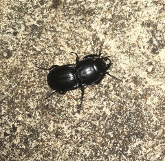 Pasimachus sublaevis