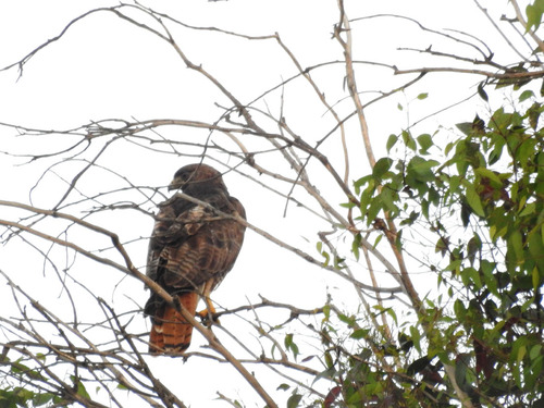 photo of Red-tailed Hawk (Buteo jamaicensis)