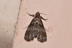 Paracataclysta fuscalis