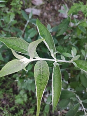 Buddleja lindleyana