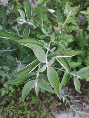Buddleja lindleyana