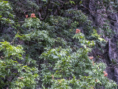 Boniodendron parviflorum