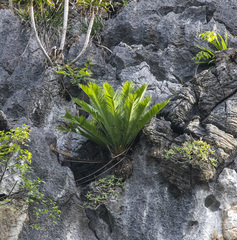 Cycas tropophylla
