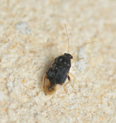 Pycnoderes quadrimaculatus