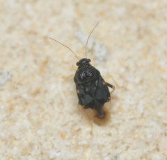 Pycnoderes quadrimaculatus