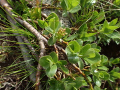 Salix alpina