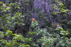 Boniodendron parviflorum
