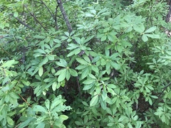 Rhododendron occidentale