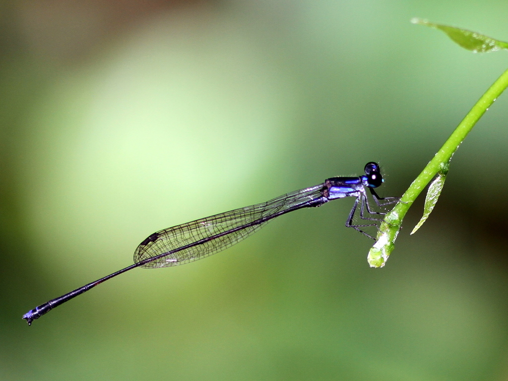 Prodasineura abbreviata