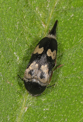 Glipa oculata