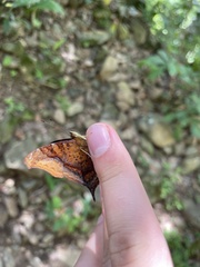 Hypanartia dione disjuncta