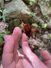 Hypanartia dione disjuncta