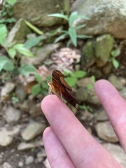 Hypanartia dione disjuncta