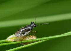 Micracanthia