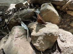 Hypanartia dione disjuncta