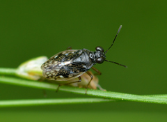 Micracanthia
