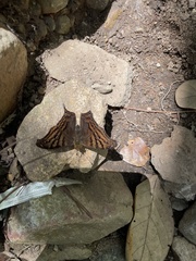 Hypanartia dione disjuncta