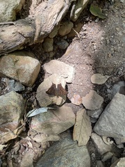 Hypanartia dione disjuncta