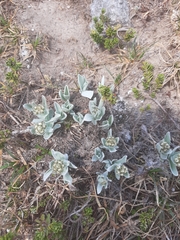 Antennaria lanata