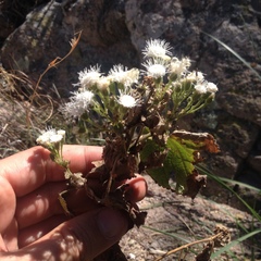 Ageratina brevipes
