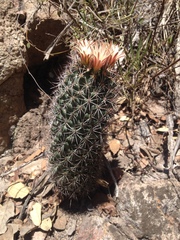 Coryphantha clavata stipitata