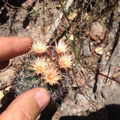 Coryphantha clavata stipitata